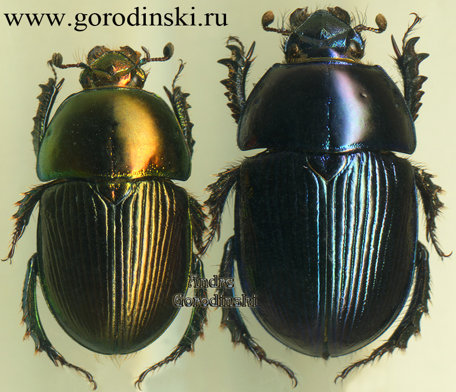 http://www.gorodinski.ru/geotrupes/Geotrupes corinthius.jpg